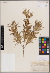 Foto von Salix exigua var. pedicellata (Andersson) Cronquist